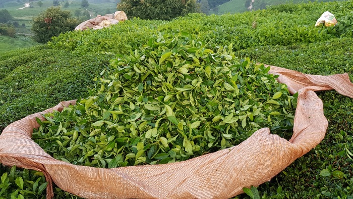 Rize’nin Çay ihracatı 2025’in ilk çeyreğinde 5,5 milyon doları aştı