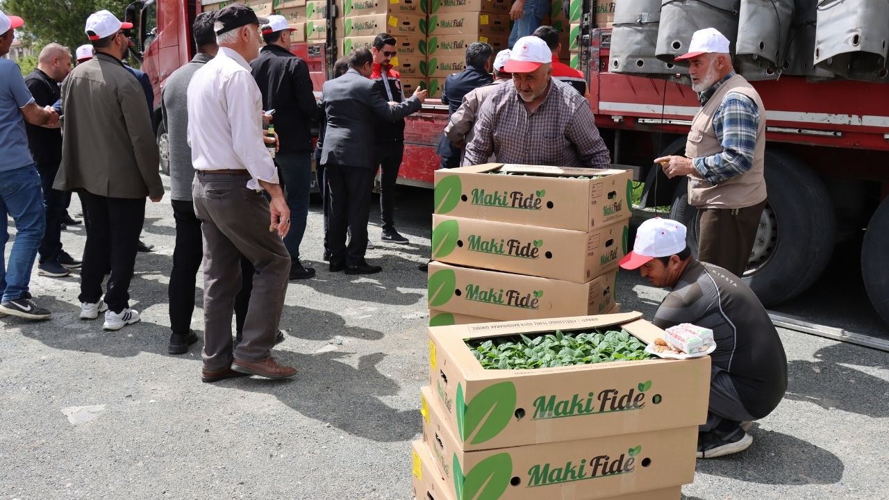 Üreticiye 780 bine yakın sebze fidesi dağıtıldı